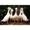 Three hundred ducks 9