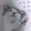 Кошачье настроение 9