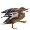 Three hundred ducks 12