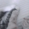Кошачье настроение 10