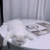 Кошачье настроение 11