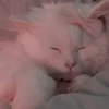 Coquetteᵎᵎ ᯇ ֪ ۫ ᥫ᭡ 10