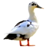 Three hundred ducks 15