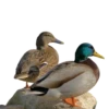 Three hundred ducks 16