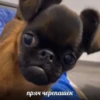 пряч черепашек