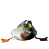 Three hundred ducks 18