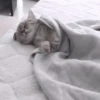 Кошачье настроение 12