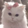 Coquetteᵎᵎ ᯇ ֪ ۫ ᥫ᭡ 15