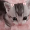 Coquetteᵎᵎ ᯇ ֪ ۫ ᥫ᭡ 16