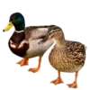 Three hundred ducks 21