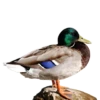 Three hundred ducks 22