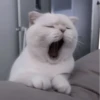 Кошачье настроение 14