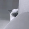 Кошачье настроение 17