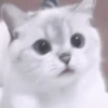 Кошачье настроение 18