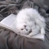 Кошачье настроение 20