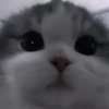 Кошачье настроение 21