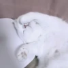 Кошачье настроение 24