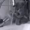 Кошачье настроение 26