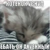 КОТЕНОК УСНУЛ ЕБАТЬ ОН АХУЕННЫЙ