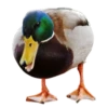 Three hundred ducks 30