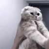 Кошачье настроение 27