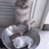 Кошачье настроение 28