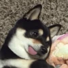 @hatersgoNNahateee 🐒 — 4