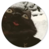 Stupid cats 6