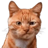 Cats — 8