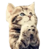 Cats — 9
