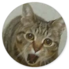 Stupid cats 8