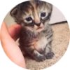 Cats — 11