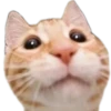 // MEME STASH // 9