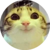 Cats — 12