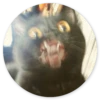 Stupid cats 9