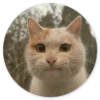 Stupid cats 10