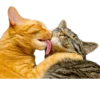 Cats — 13