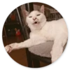Stupid cats 11