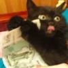 Cats — 15