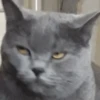 Cats — 16