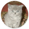 Stupid cats 13