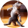 Cats — 17