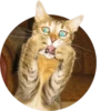 Cats — 19