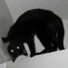 Cats — 20
