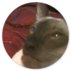 Stupid cats 18