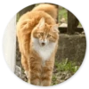 Stupid cats 19