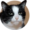 Cats — 23