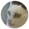 Stupid cats 20