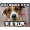 SukaCringe 18