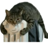 Cats — 25